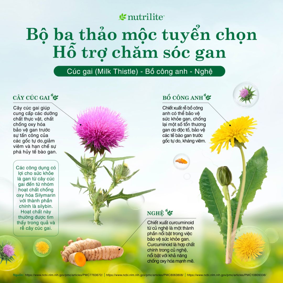Thành phần giải độc gan Nutrilite Liver Health
